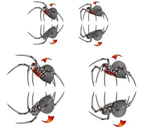 Redback Paper Miniature Medium and Large Spider WIP1